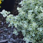 Helichrysum Variegated